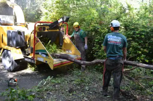 tree services Knox